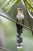 Squirrel Cuckoo