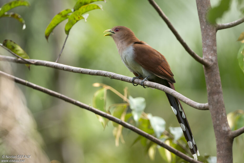 Squirrel Cuckoo male adult, close-up portrait