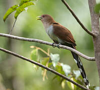 Squirrel Cuckoo