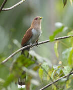 Squirrel Cuckoo