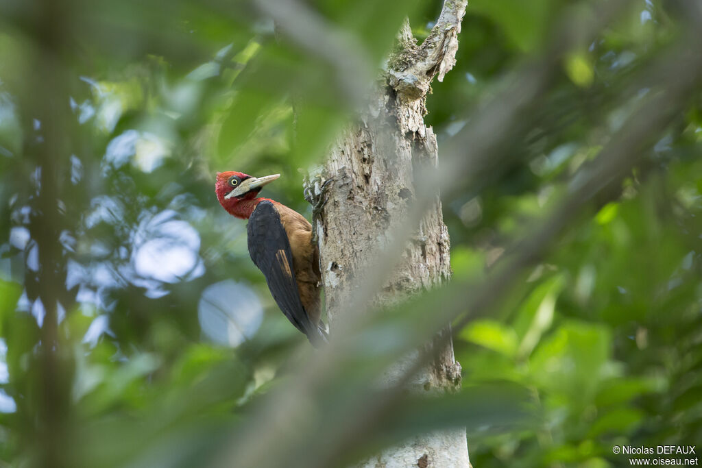 Red-necked Woodpeckeradult