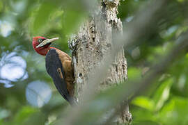 Red-necked Woodpecker