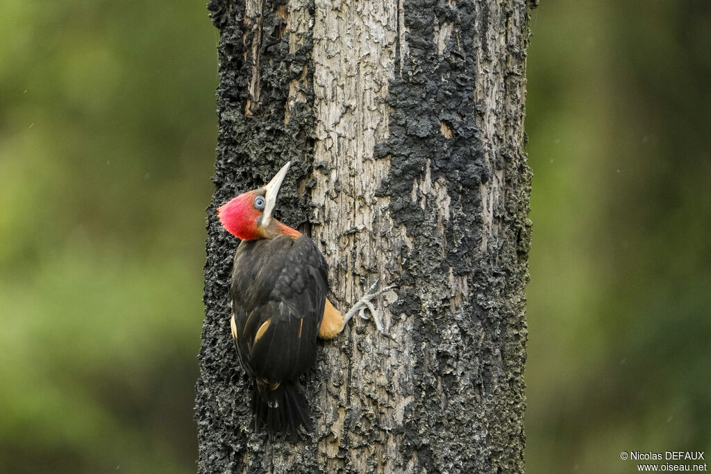 Pic à cou rouge femelle juvénile