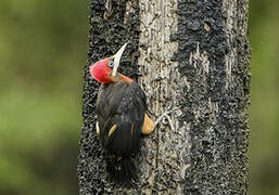 Red-necked Woodpecker