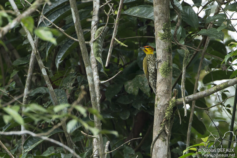 Yellow-throated Woodpecker male