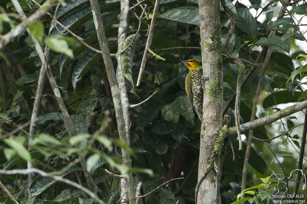 Yellow-throated Woodpecker male