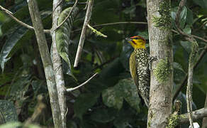 Yellow-throated Woodpecker