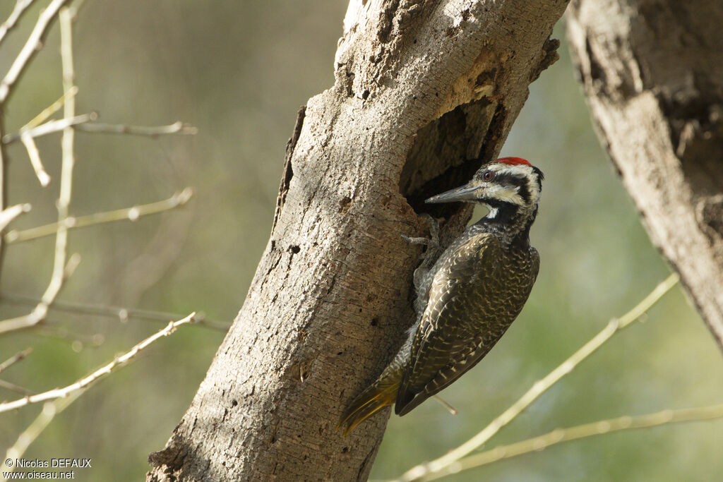 Bearded Woodpecker male adult