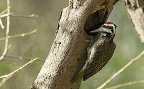 Bearded Woodpecker