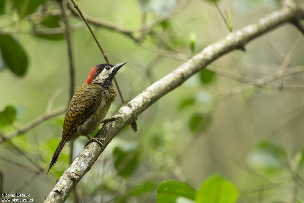 Pic de Cayenne femelle adulte, identification