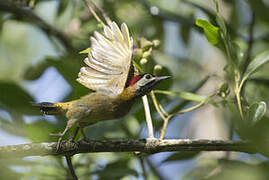 Spot-breasted Woodpecker