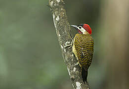 Spot-breasted Woodpecker