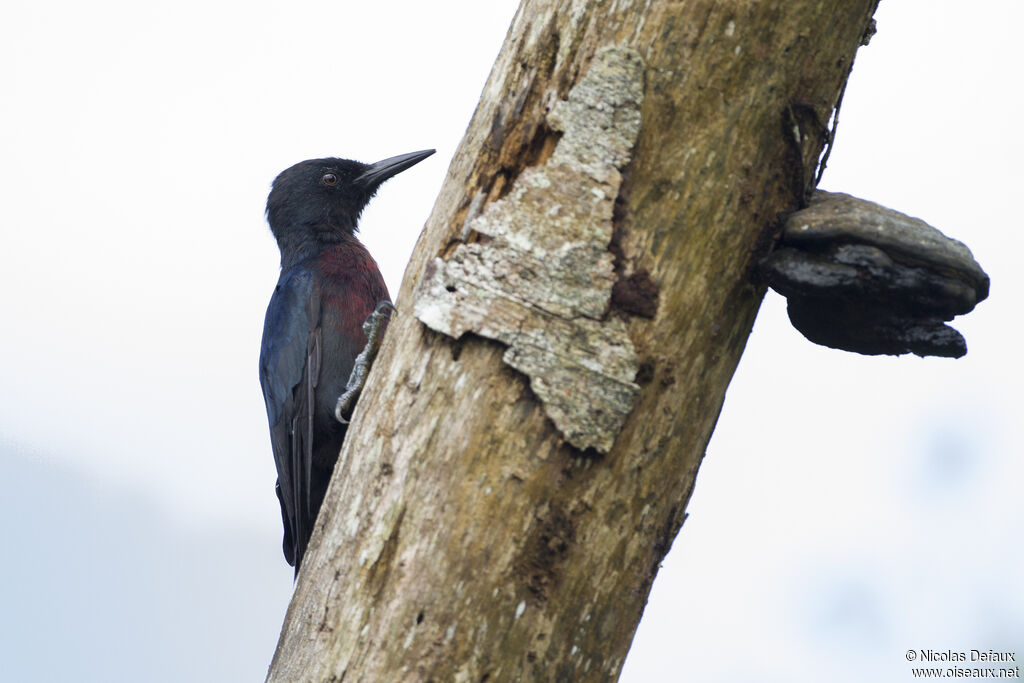 Guadeloupe Woodpecker