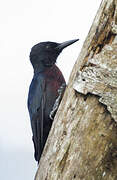 Guadeloupe Woodpecker