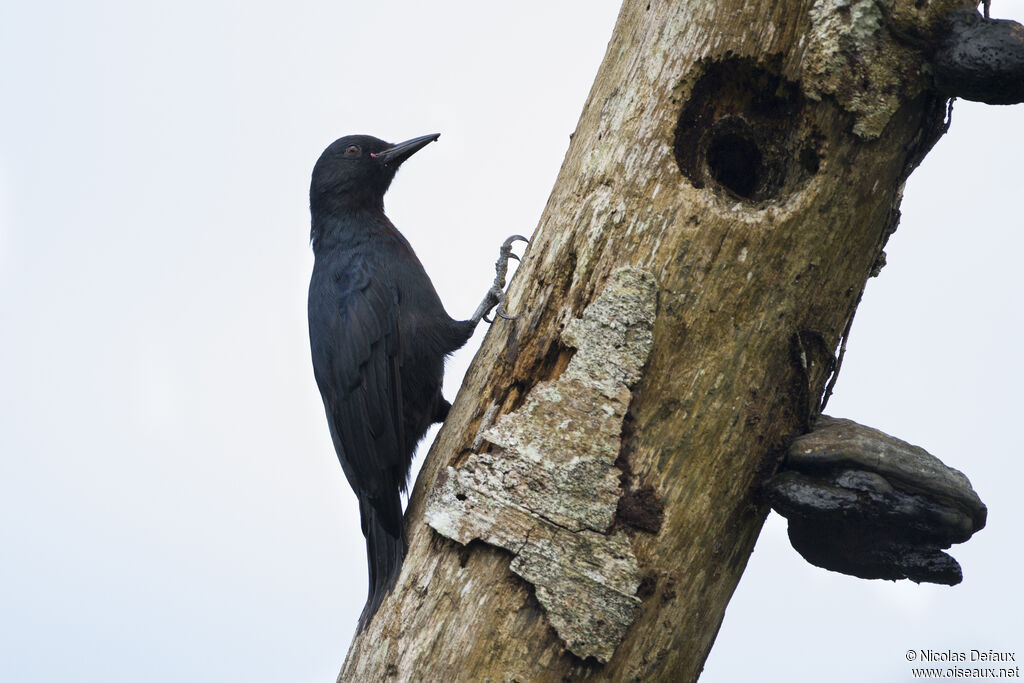 Guadeloupe Woodpecker