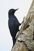 Guadeloupe Woodpecker