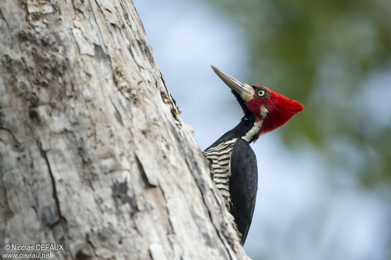 Crimson-crested Woodpecker male adult, eats