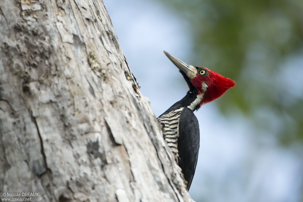 Crimson-crested Woodpecker male adult, eats