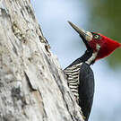 Pic de Malherbe