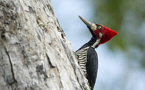 Crimson-crested Woodpecker