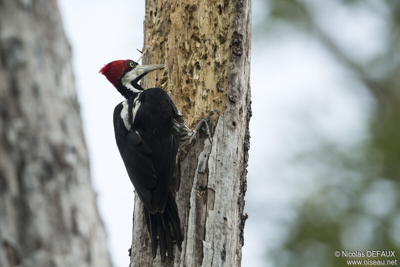 Crimson-crested Woodpecker female adult, eats