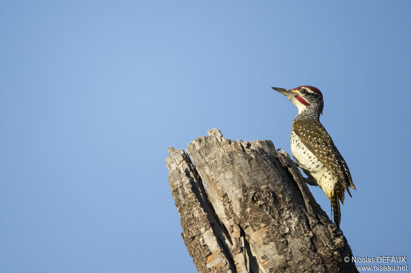 Nubian Woodpecker male, close-up portrait