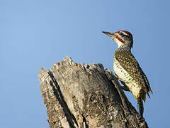 Nubian Woodpecker