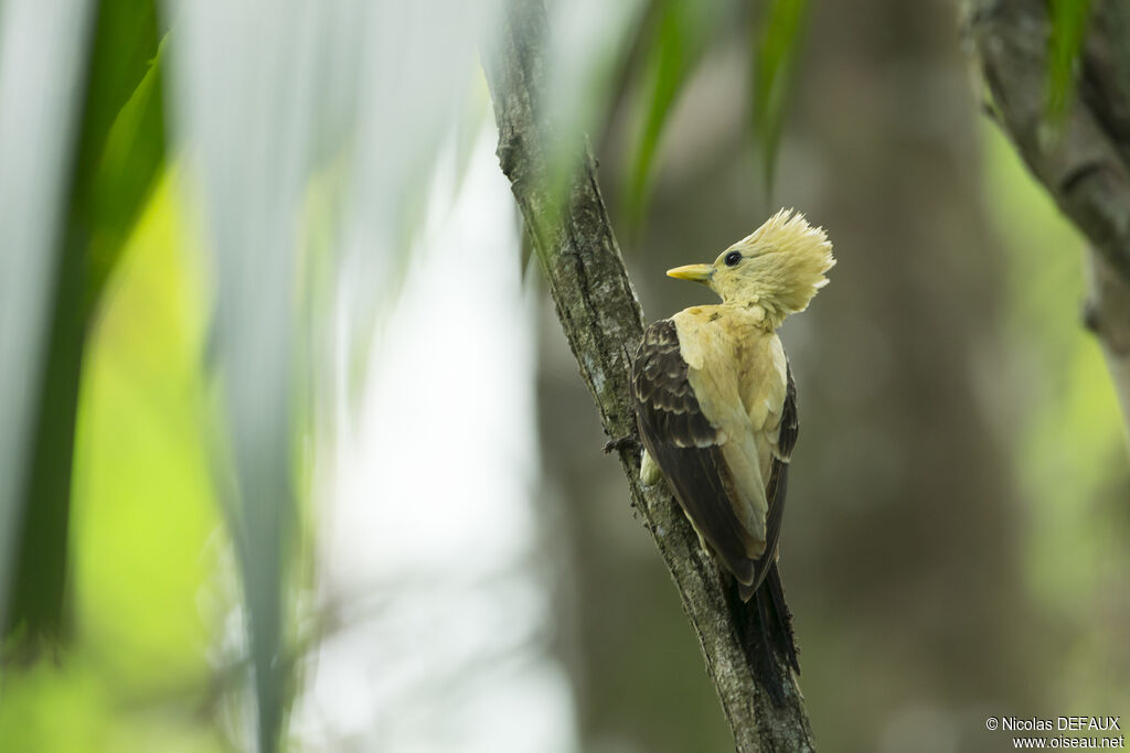 Cream-colored Woodpecker female