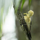 Pic jaune