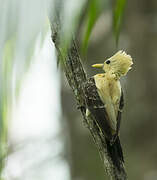 Cream-colored Woodpecker