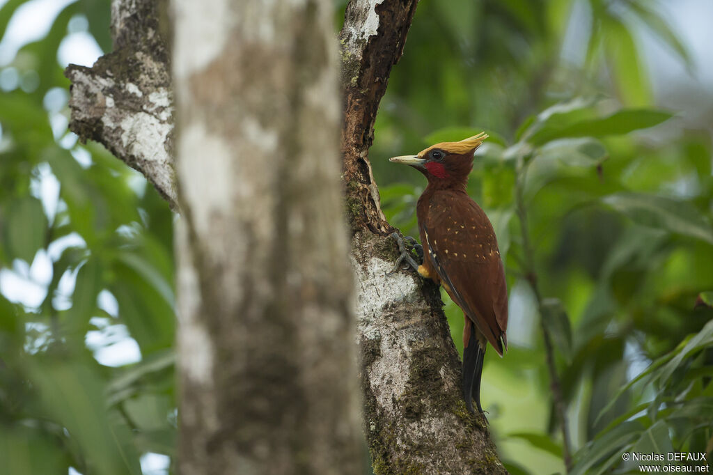 Chestnut Woodpecker