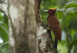 Chestnut Woodpecker