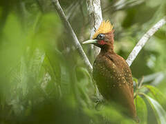 Chestnut Woodpecker