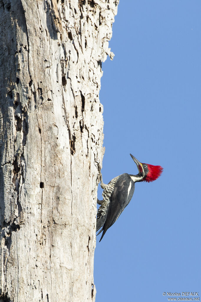 Lineated Woodpecker male adult