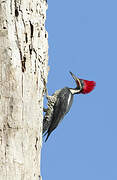 Lineated Woodpecker