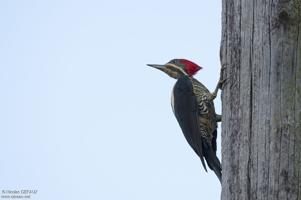 Lineated Woodpecker female