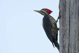 Lineated Woodpecker