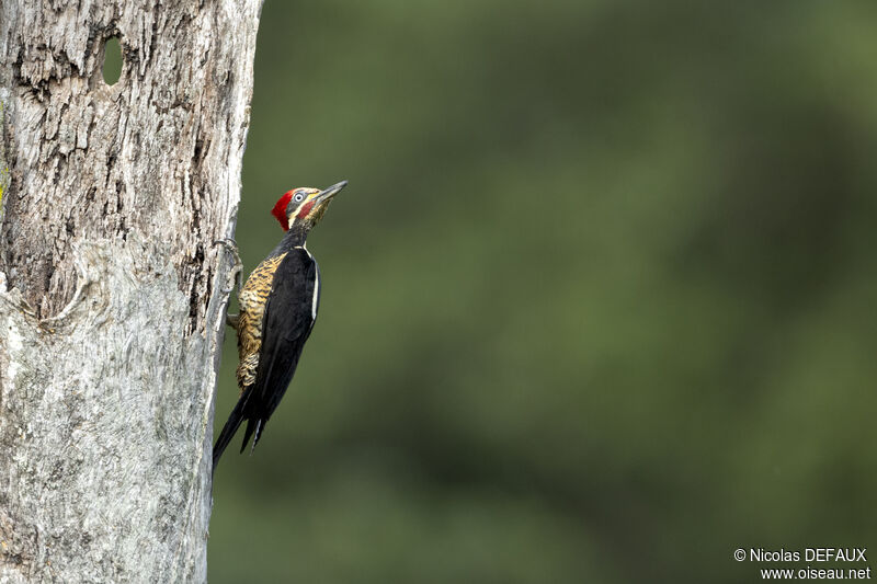Lineated Woodpecker male adult, close-up portrait