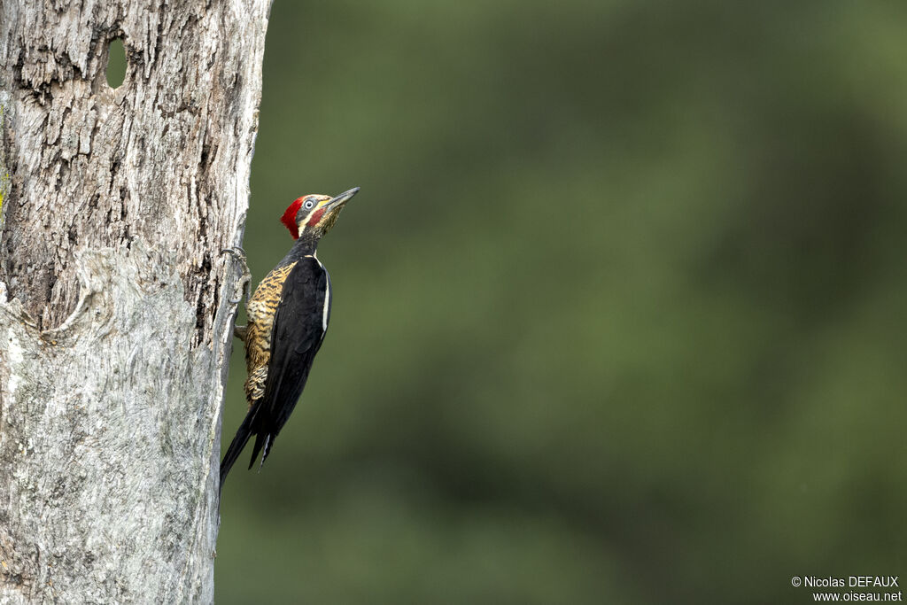 Lineated Woodpecker male adult, close-up portrait