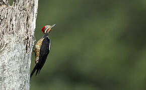 Lineated Woodpecker