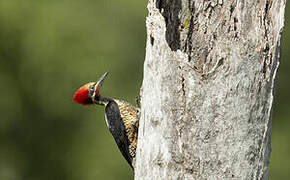 Lineated Woodpecker