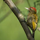 Pic passerin