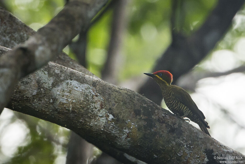 Golden-green Woodpecker male