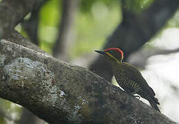 Golden-green Woodpecker