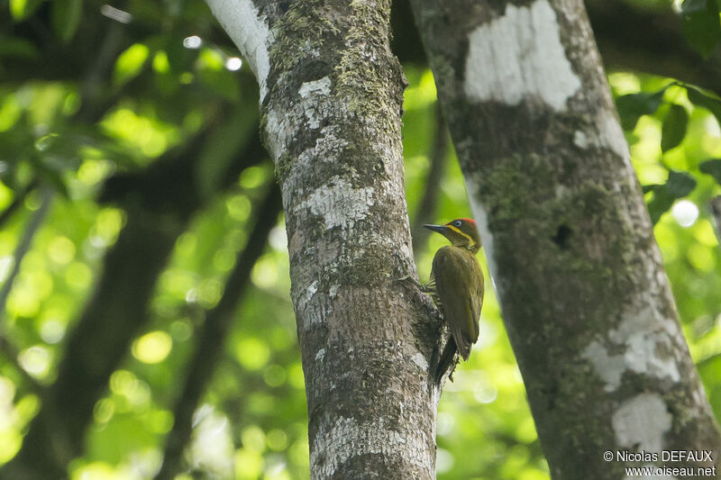 Golden-green Woodpecker male