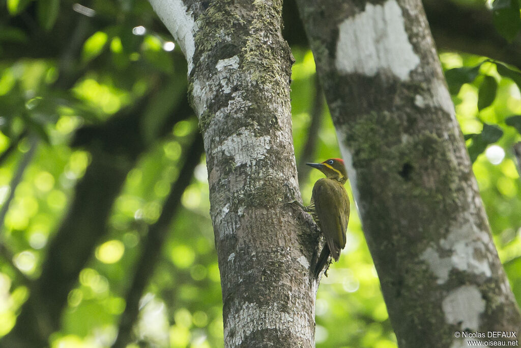 Golden-green Woodpecker male