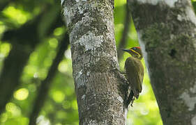 Golden-green Woodpecker