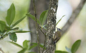 Golden-spangled Piculet