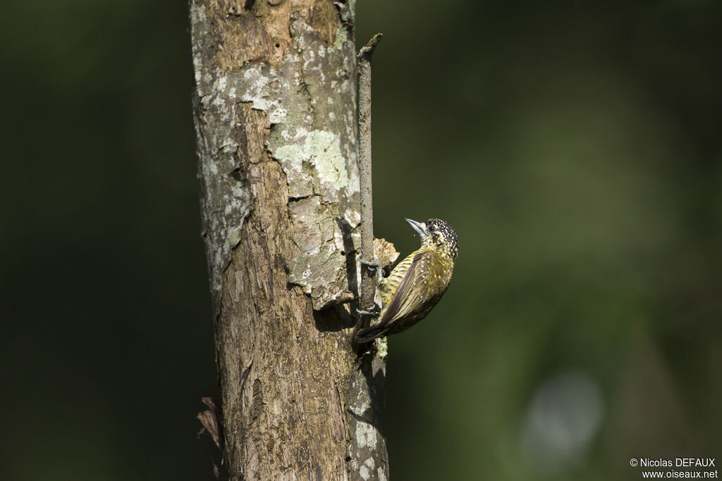 Golden-spangled Piculet