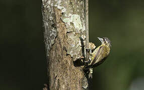 Golden-spangled Piculet